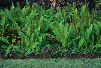 Last inspection of the ferns along the lava wall