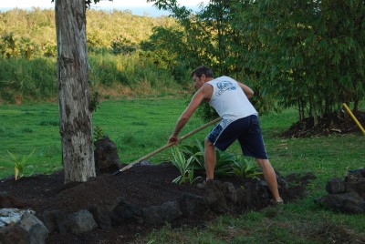 Planting around the o'hia trees