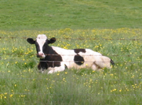 Cow in the grass - Sonoma, 2003
