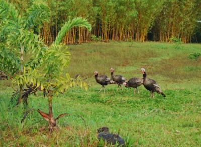 turkeys in the yard - april 2010