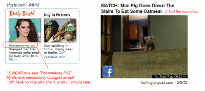 Pot-smoking pig