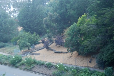 Buena Vista Park, SF 2012