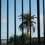 Palm tree behind bars, SF