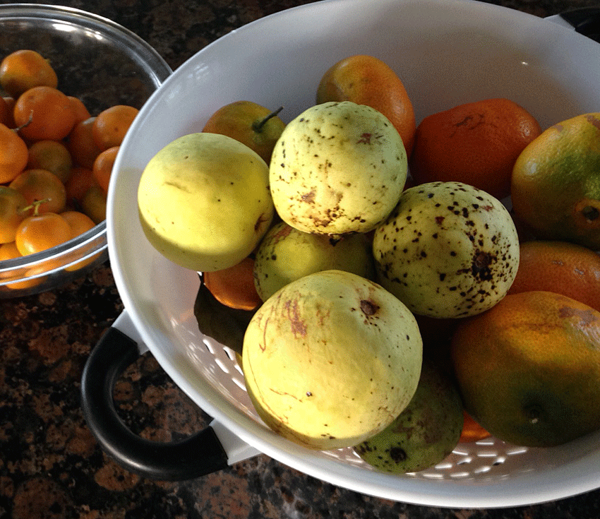 Fruit bowl w guava and tangerine