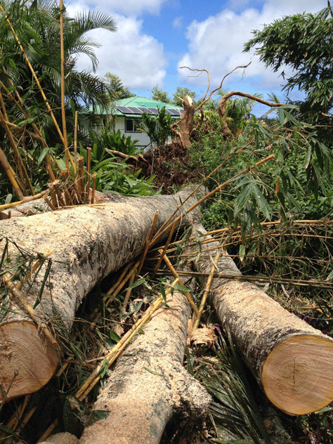 albizia-logs-looking-to-house