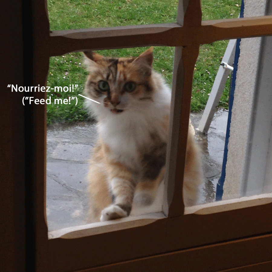 Le Chat Ennuyeux (The Irksome Cat)