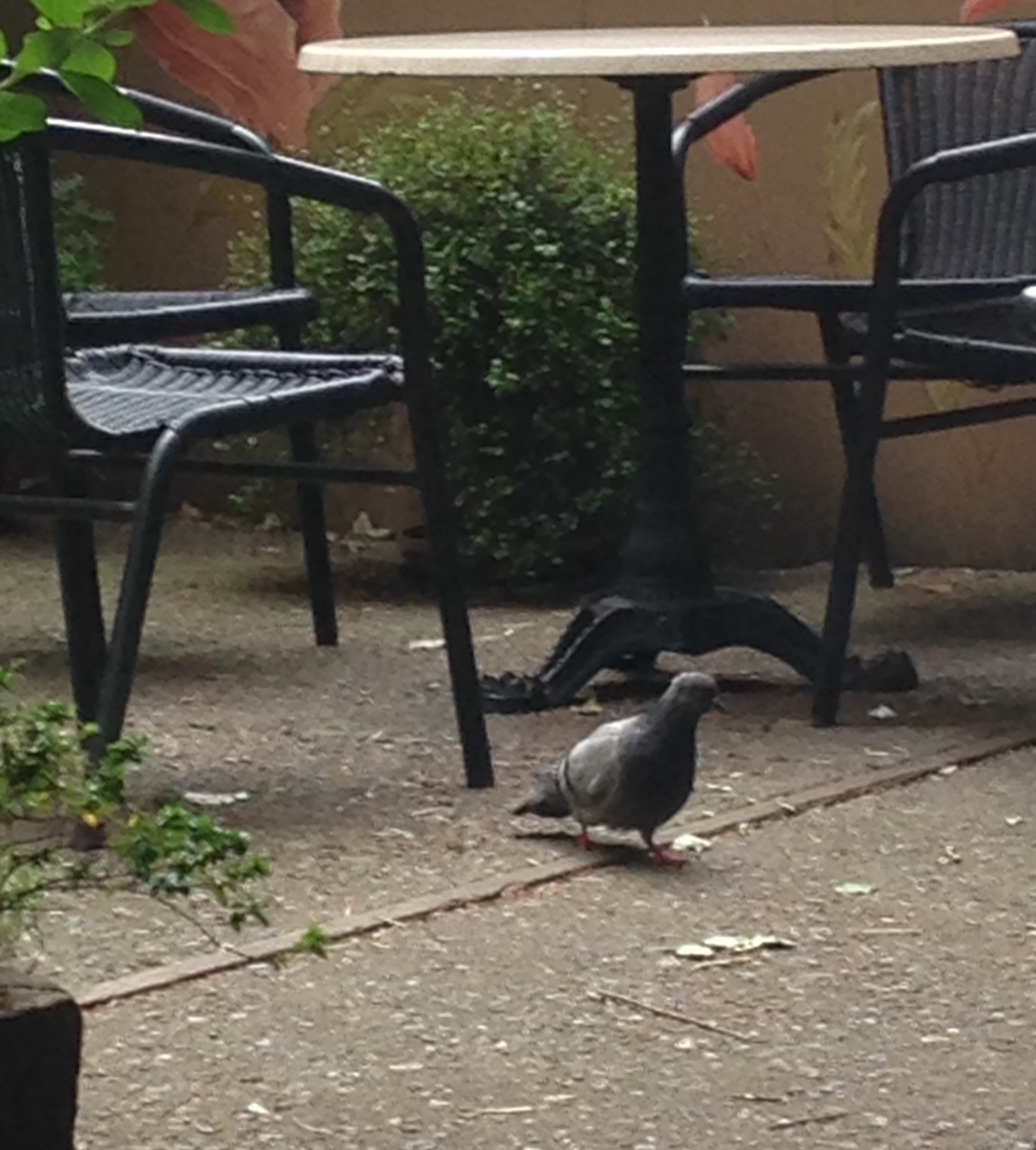 pigeon-stalking